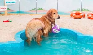 screenshot: Parque de diversões para pets chega do Shopping Jardim Sul