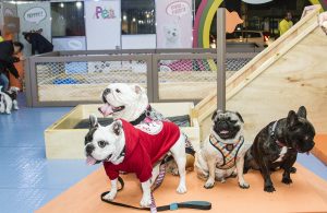 screenshot: Mooca Plaza Shopping recebe parque de diversão para pets