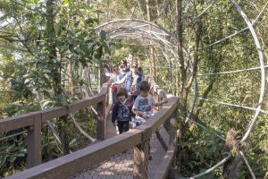 screenshot: Passeio na Mata Atlântica! Parque Ecológico Imigrantes oferece experiência única para toda a família em passarela suspensa