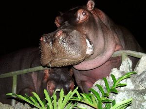screenshot: Passeio noturno no Zoológico de São Paulo oferece experiência única para crianças