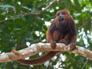 screenshot: Macaco é diagnosticado com febre amarela no Zoológico de SP