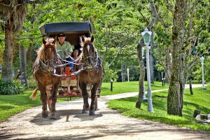 screenshot: Carnaval no Fazzenda Park Hotel tem programação para toda a família com muita animação