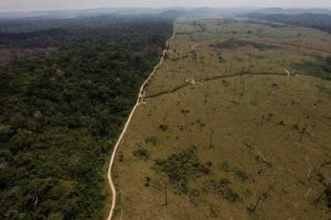 screenshot: Sustentabilidade: Autora cria livro que ensina crianças sobre a Floresta Amazônica