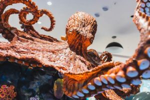screenshot: Exposição interativa “Aventura no fundo do mar” chega ao Shopping Campo Limpo
