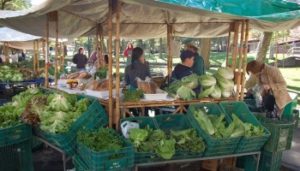 screenshot: Feira de Orgânicos Lar Center celebra a primavera com oficinas criativas para a garotada