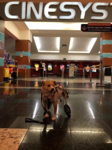 screenshot: É muita fofura! Cinesystem promove sessão de cinema pet friendly em São Paulo