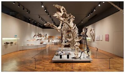 screenshot: Dica imperdível! Tour virtual pelo Museu de Zoologia é diversão garantida em casa