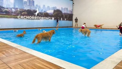 screenshot: Cachorródromo® tem Halloween com gincanas e concurso de fantasias