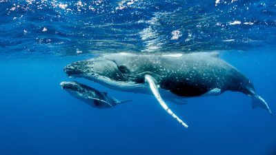 screenshot: Show da natureza: A temporada das Jubartes chega a Bahia