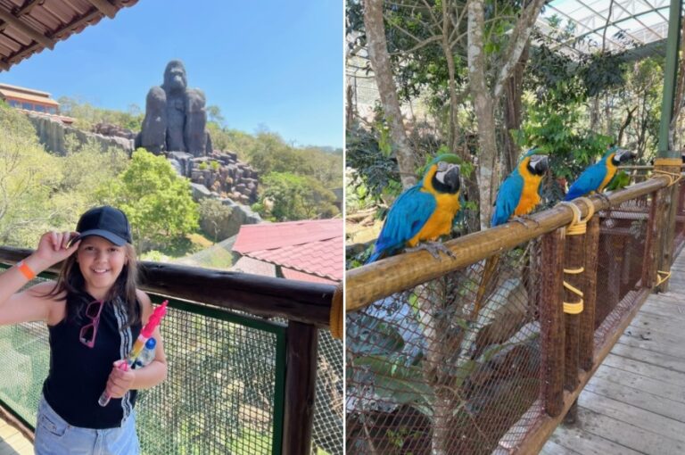 imagem: Animália Park com desconto: parque de diversões e zoológico no mesmo lugar