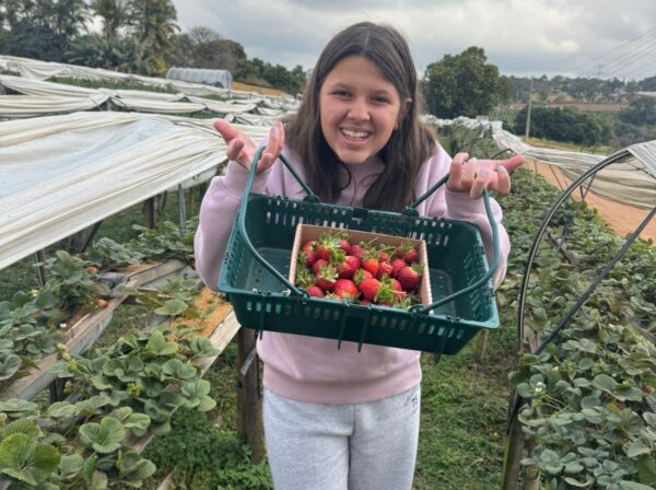 screenshot: Sítio Fragole oferece colheita de morango e café colonial aos finais de semana