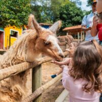 bichomania-passeios-kids